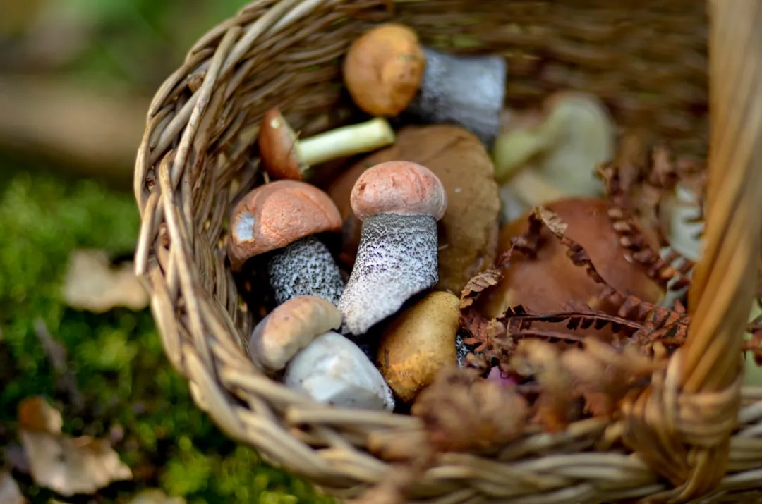 I tre vini che funzionano quasi sempre — Porcini e vino: cosa aprire quando arriva il fungo giusto