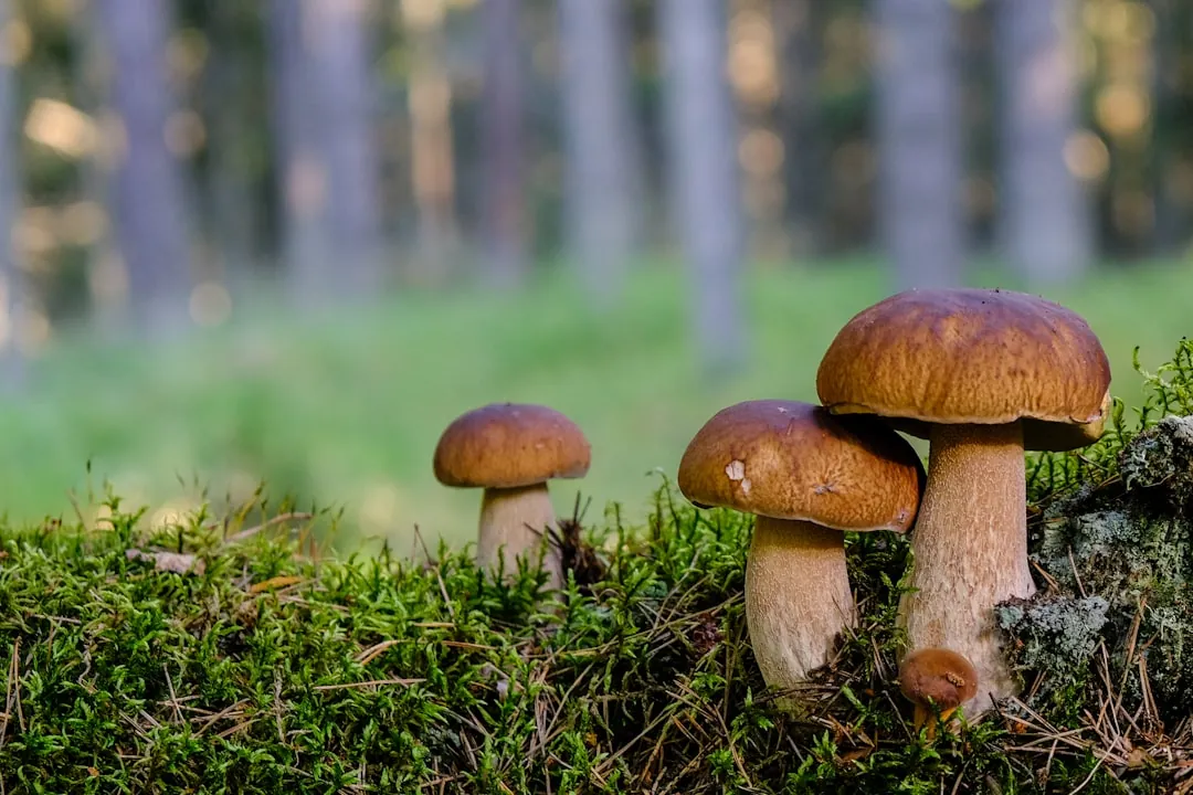 Porcini e vino: cosa aprire quando arriva il fungo giusto