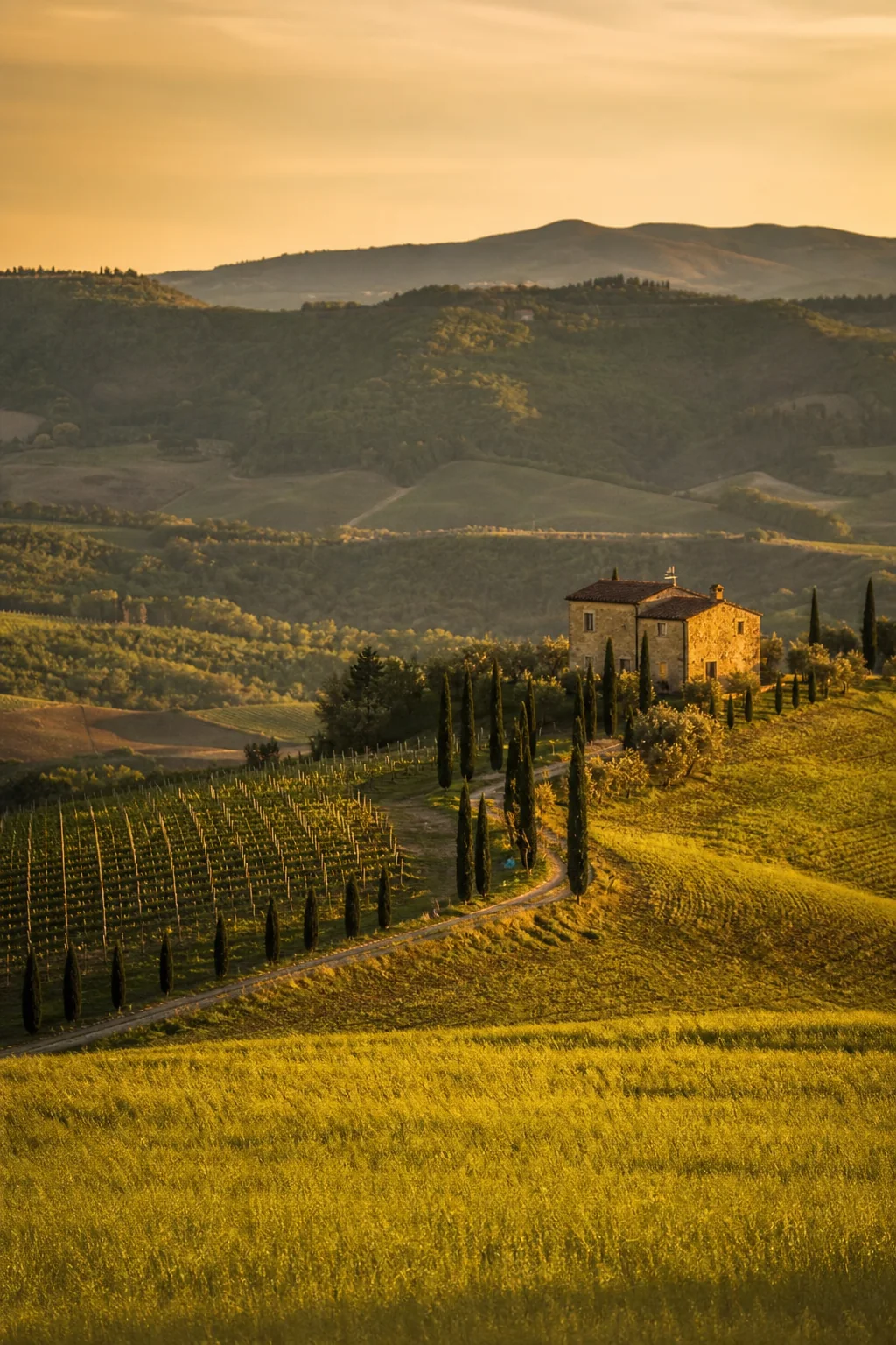 Vigneti della Toscana